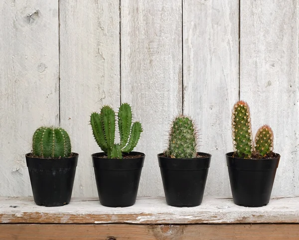 Kaktüs ve succulents koleksiyonu kapların içinde