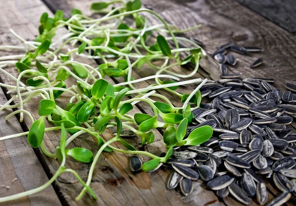 Brotes de girasol jóvenes y semillas — Foto de Stock