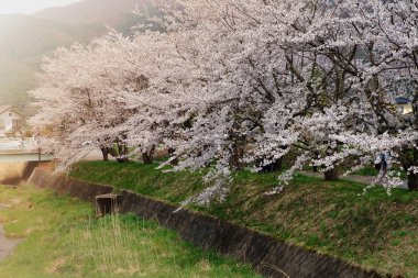 Kışın kiraz bloossom