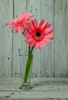 ahşap cama yakın çekim papatya çiçeği