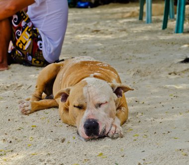 sokak köpeği. çukur boğa korkunç kumsalda uyuyor 