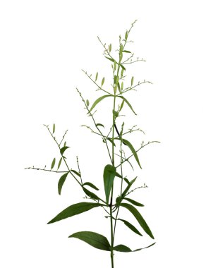 kariyat plant on white background clipart