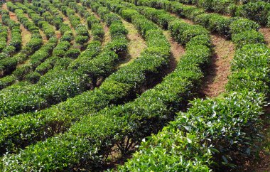 çay plantasyon Teras