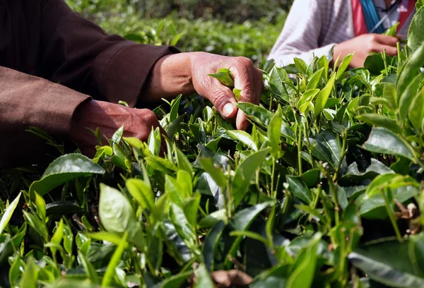 farmer gathering tea