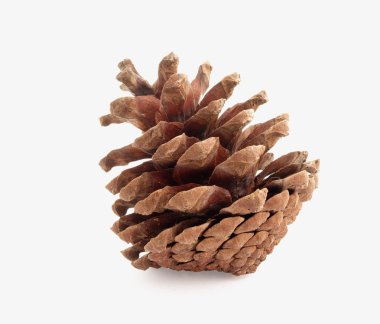 kahverengi çam kozalağı beyaz zemin üzerine