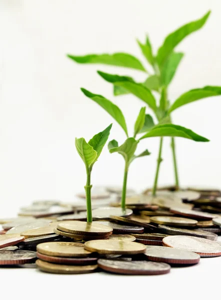 Crescimento da planta sobre o dinheiro — Fotografia de Stock