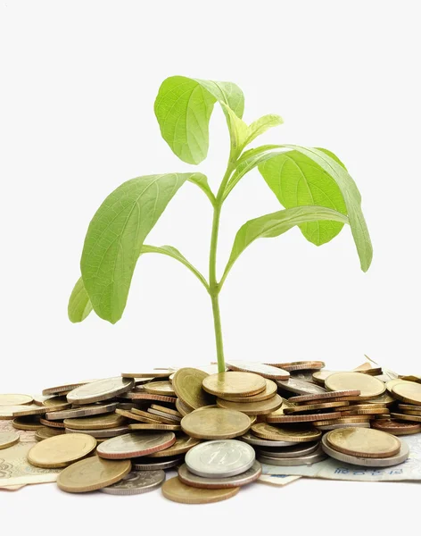 Planta crescendo em pilha de moeda — Fotografia de Stock