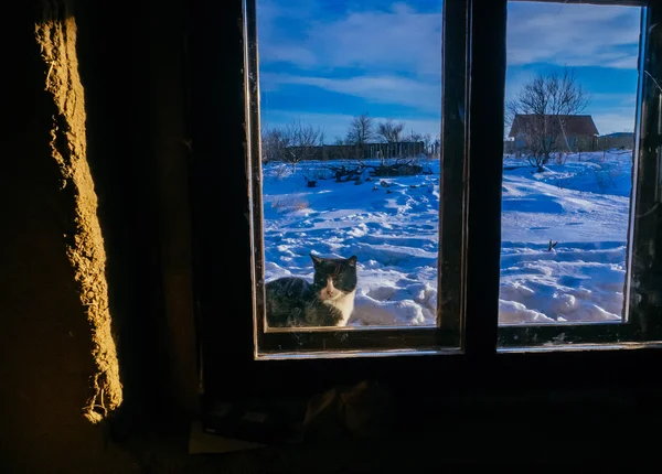 Kočka v zasněžené zahradě — Stock fotografie