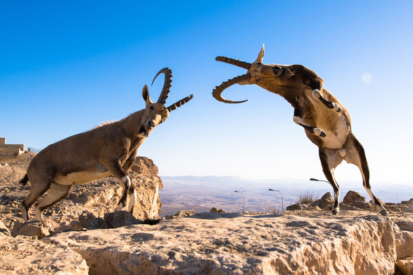 горные козы
