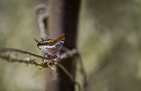 Borboleta Cauda Dupla Pasha Charaxes Jasius — Fotografia de Stock