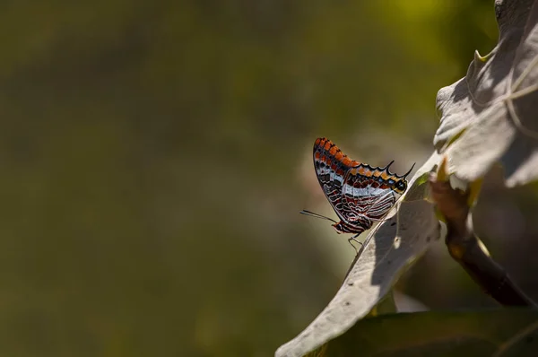 Πεταλούδα Διπλή Ουρά Charaxes Jasius — Φωτογραφία Αρχείου