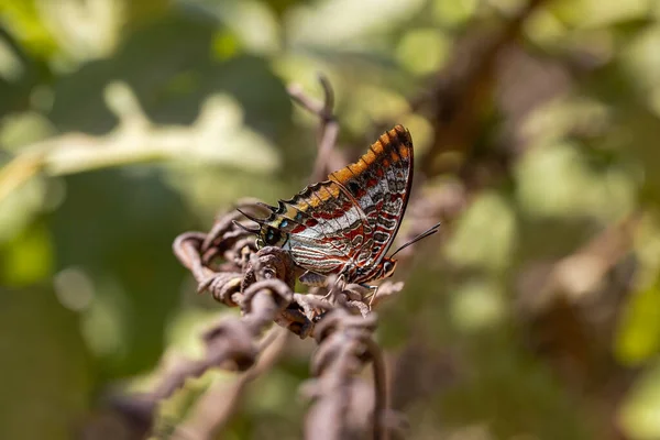 Πεταλούδα Διπλή Ουρά Charaxes Jasius — Φωτογραφία Αρχείου