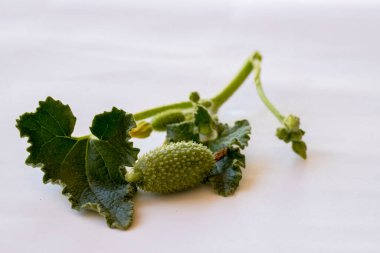 Acı kavun, acı salatalık, Citrullus kolocynthis