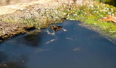 Anura kurbağası trkiye doğasında, amfibiler, kurbağa .
