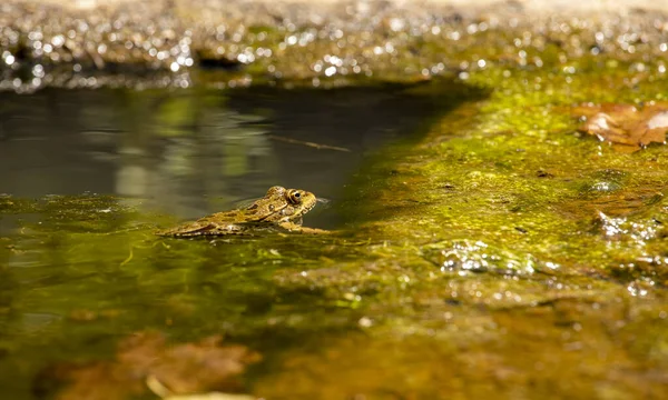 Anura Sapo Natureza Trkiye Amfibiler Sapo — Fotografia de Stock