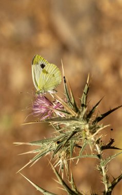 Kruper 'ın Beyaz Melek Kelebeği / Pieris Kruvazörü