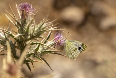Kruper 'ın Beyaz Melek Kelebeği / Pieris Kruvazörü
