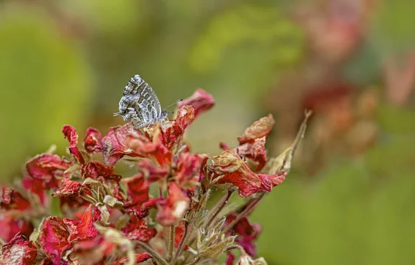 Geranium Zebra Butterfly Cacyreus Marshalli — 스톡 사진