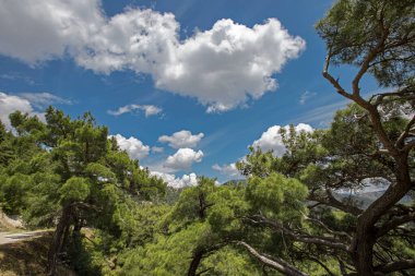 Türkiye / İzmir yamanlar dağından mavi gökyüzü ve orman manzarası
