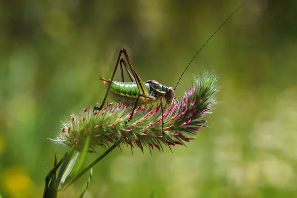 Sauterelle Verte Sur Plante — Photo