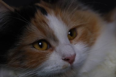 Sevimli sarı, siyah, beyaz renkli kedi..