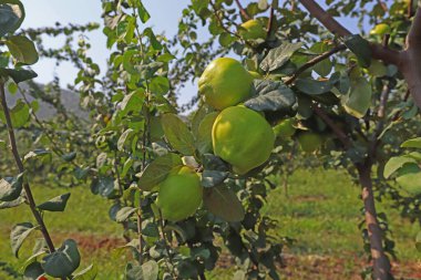 Ayva ağaçları tarlada