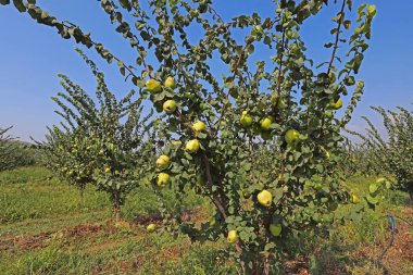 Ayva ağaçları tarlada