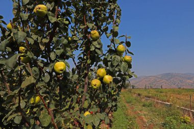 Ayva ağaçları tarlada