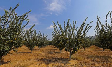Ayva ağaçları tarlada