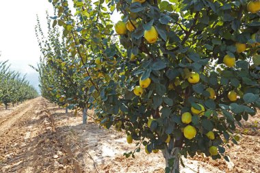 Ayva ağaçları tarlada