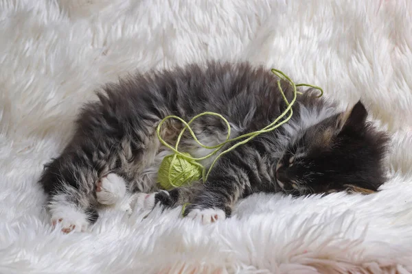 Niedliche Kätzchen Schlafen Auf Einem Weißen Plüsch — Stockfoto