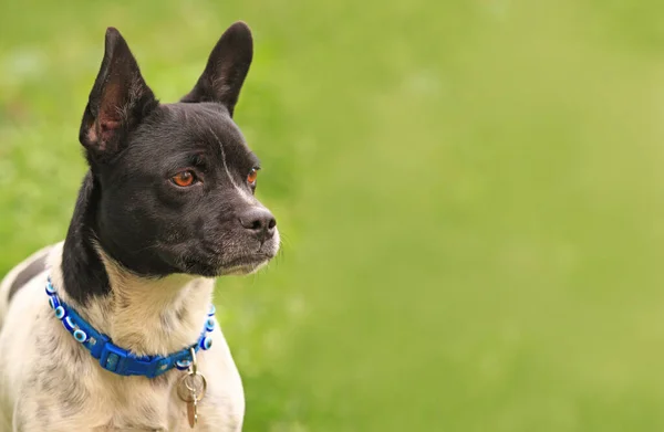 Schattig Hondje Groene Achtergrond Zwart Wit — Stockfoto