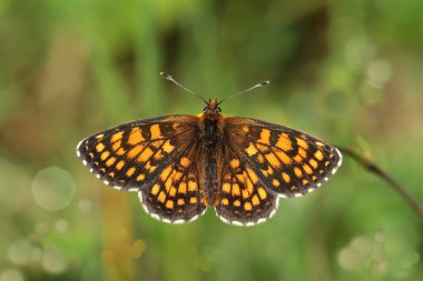 Amannisa Kelebeği / Melitaea Atleti