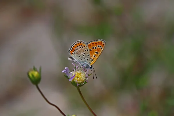 Feu Ottoman Papillon Lycaena Ottomanus — Photo