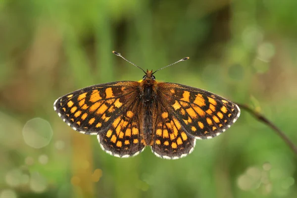 Amannisa Vlinder Melitaea Athalia — Stockfoto