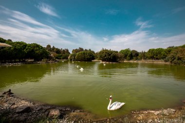 Türkiye / İzmir 05 Ekim 2020 Kuğular yaban hayatı park göletinde yüzüyorlar (Kuğu rengi))