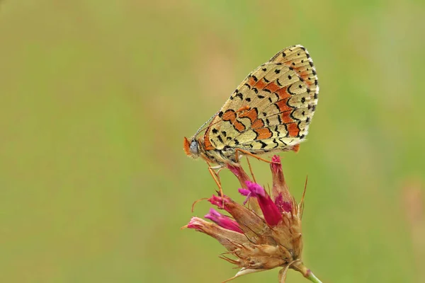 Motyl Biały Iparhan Melitaea Przerwana — Zdjęcie stockowe