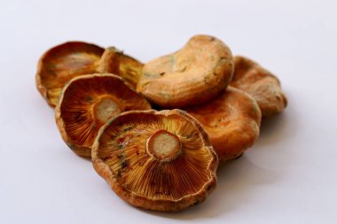 Cintar - Kanlca mantarı; Lactarius Salmonicolor