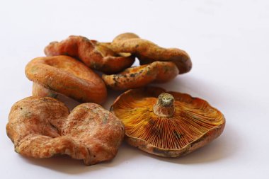 Cintar - Kanlca mantarı; Lactarius Salmonicolor