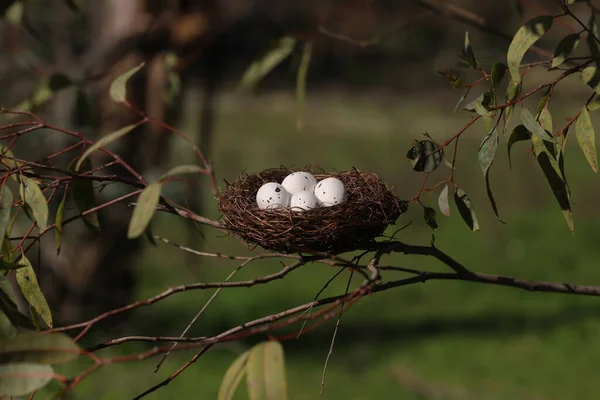 Ninho Pássaros Ovos Eucalipto — Fotografia de Stock