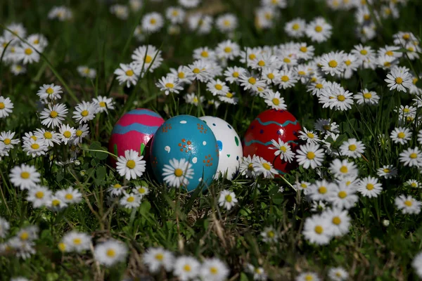 Oeufs Pâques Colorés Parmi Les Marguerites — Photo