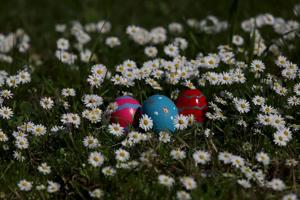 Oeufs Pâques Colorés Parmi Les Marguerites — Photo