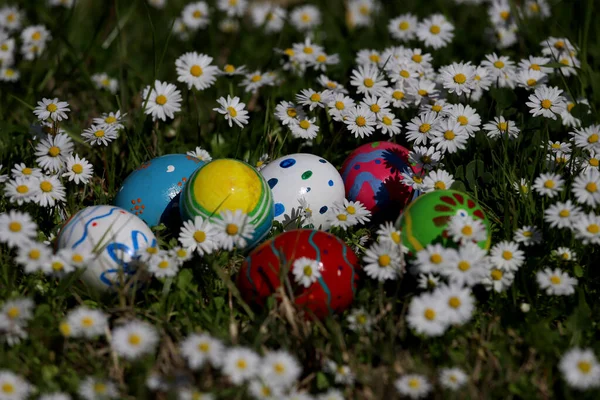 Красочные Пасхальные Яйца Среди Маргариток — стоковое фото