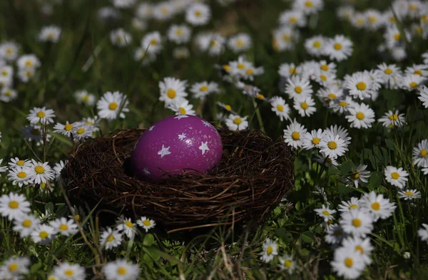 Œufs Pâques Colorés Dans Nid Oiseau Parmi Les Marguerites — Photo