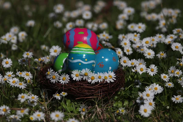 Œufs Pâques Colorés Dans Nid Oiseau Parmi Les Marguerites — Photo