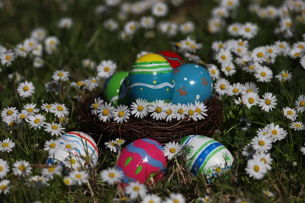 Цветные Пасхальные Яйца Птичьем Гнезде Среди Маргариток — стоковое фото