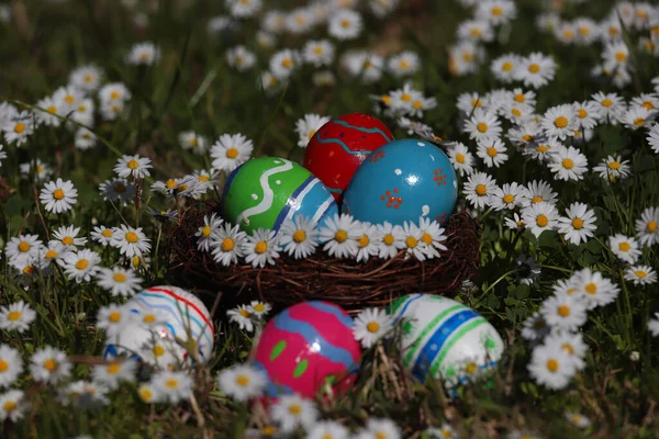 Цветные Пасхальные Яйца Птичьем Гнезде Среди Маргариток — стоковое фото