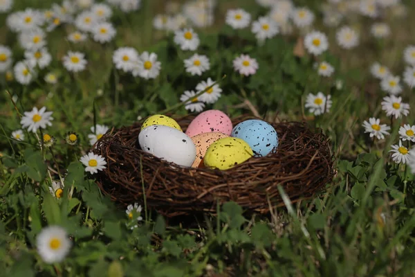 Œufs Pâques Colorés Dans Nid Oiseau Parmi Les Marguerites — Photo