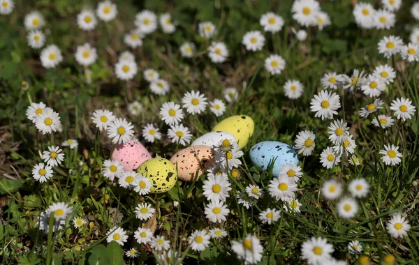 Œufs Pâques Colorés Dans Nid Oiseau Parmi Les Marguerites — Photo