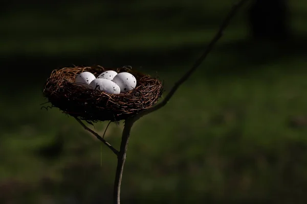 Vogelnest Eieren Eucalyptusboom — Stockfoto